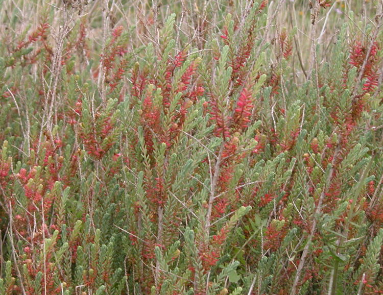 Arbusto da identificare - Suaeda vera